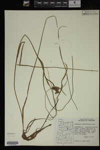 Sparganium angustifolium image