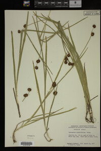 Sparganium angustifolium image