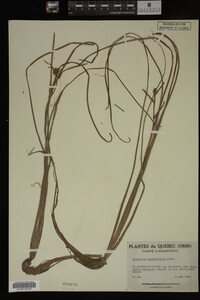 Sparganium angustifolium image