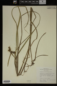 Sparganium angustifolium image
