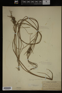 Sparganium angustifolium image