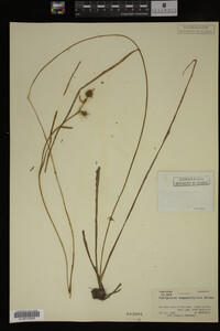 Sparganium angustifolium image