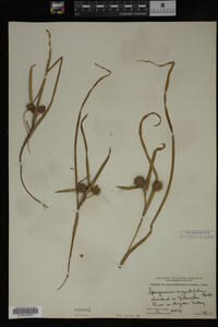 Sparganium angustifolium image