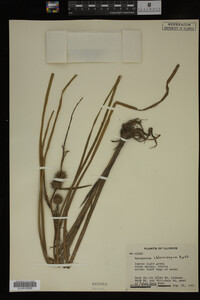 Sparganium chlorocarpum image