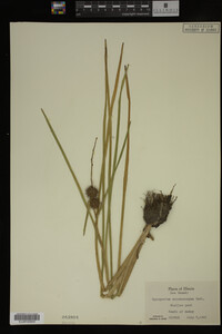 Sparganium chlorocarpum image