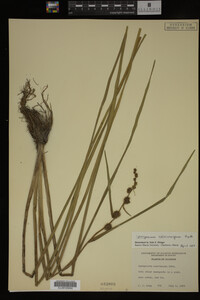 Sparganium chlorocarpum image