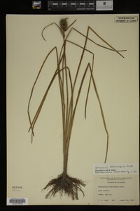 Sparganium chlorocarpum image