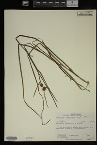 Sparganium chlorocarpum image