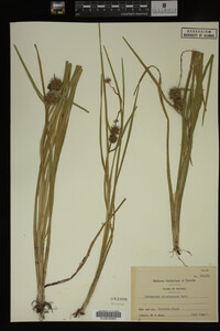 Sparganium chlorocarpum image