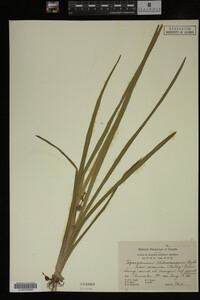 Sparganium chlorocarpum image