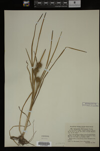 Sparganium chlorocarpum image
