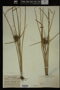 Sparganium chlorocarpum image