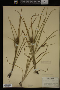 Sparganium chlorocarpum image