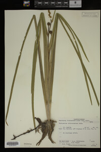 Sparganium chlorocarpum image