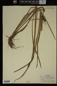 Sparganium chlorocarpum image