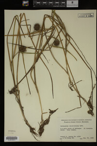 Sparganium chlorocarpum image