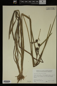 Sparganium chlorocarpum image