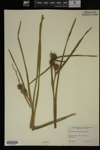 Sparganium chlorocarpum image