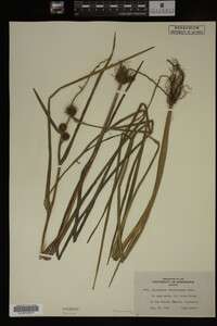 Sparganium chlorocarpum image