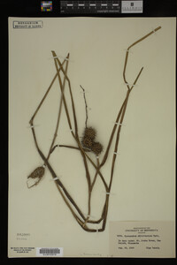 Sparganium chlorocarpum image