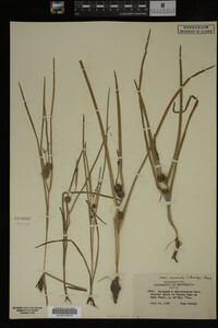 Sparganium chlorocarpum image