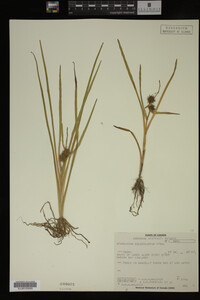 Sparganium chlorocarpum image