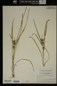 Sparganium chlorocarpum image