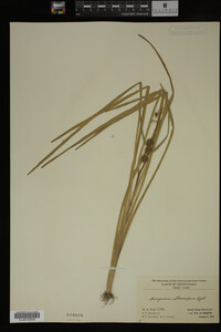 Sparganium chlorocarpum image