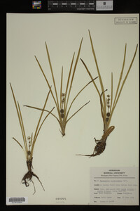 Sparganium chlorocarpum image