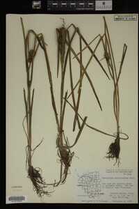 Sparganium chlorocarpum image