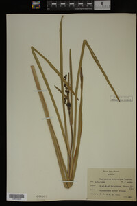 Sparganium eurycarpum image