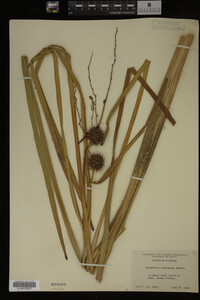 Sparganium eurycarpum image