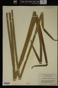 Sparganium eurycarpum image