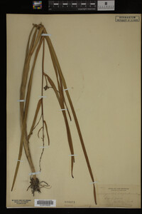 Sparganium eurycarpum image