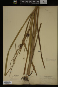 Sparganium eurycarpum image