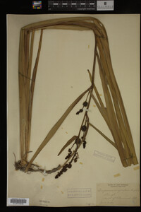 Sparganium eurycarpum image