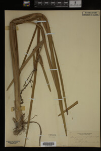 Sparganium eurycarpum image