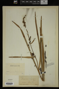 Sparganium eurycarpum image