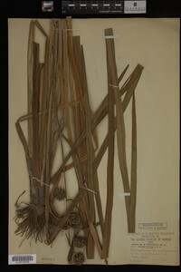 Sparganium eurycarpum image