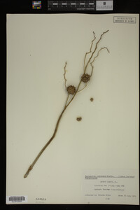 Sparganium eurycarpum image
