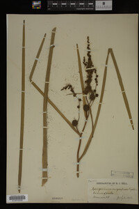 Sparganium eurycarpum image