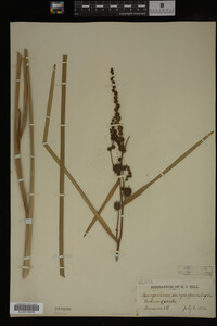 Sparganium eurycarpum image