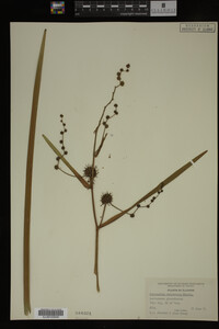 Sparganium eurycarpum image