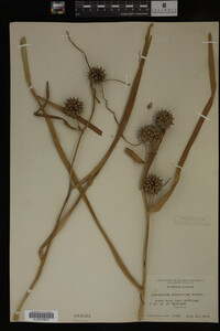 Sparganium eurycarpum image