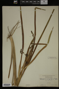 Sparganium eurycarpum image