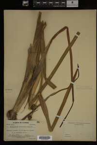 Sparganium eurycarpum image