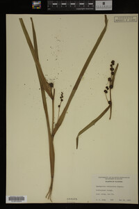 Sparganium eurycarpum image