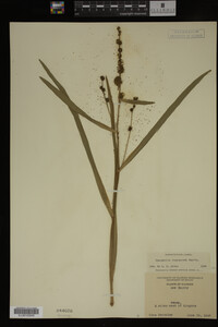 Sparganium eurycarpum image