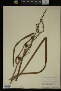 Sparganium eurycarpum image