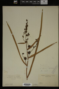 Sparganium eurycarpum image